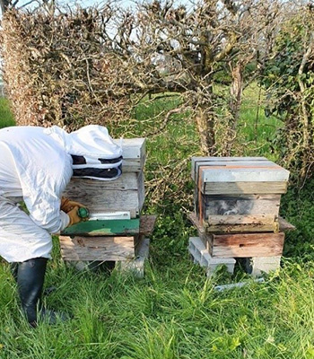 Apiculteur s'occupant de ses ruches