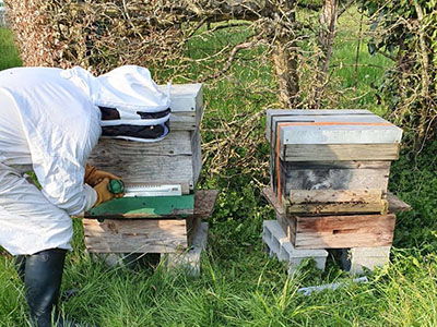 Un apiculteur travaille sur une ruche